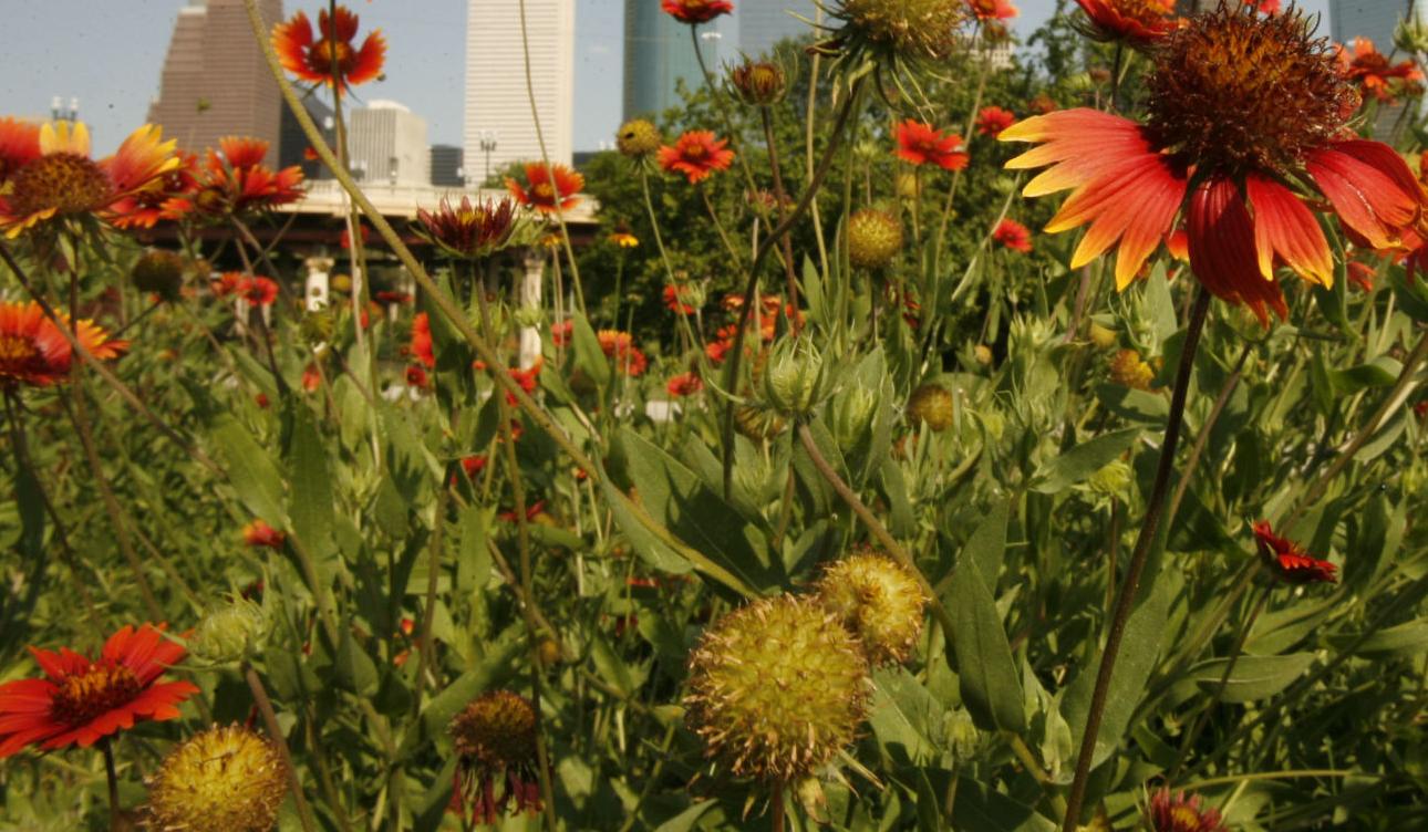 State wildflower